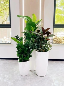 余姚花卉出租专业